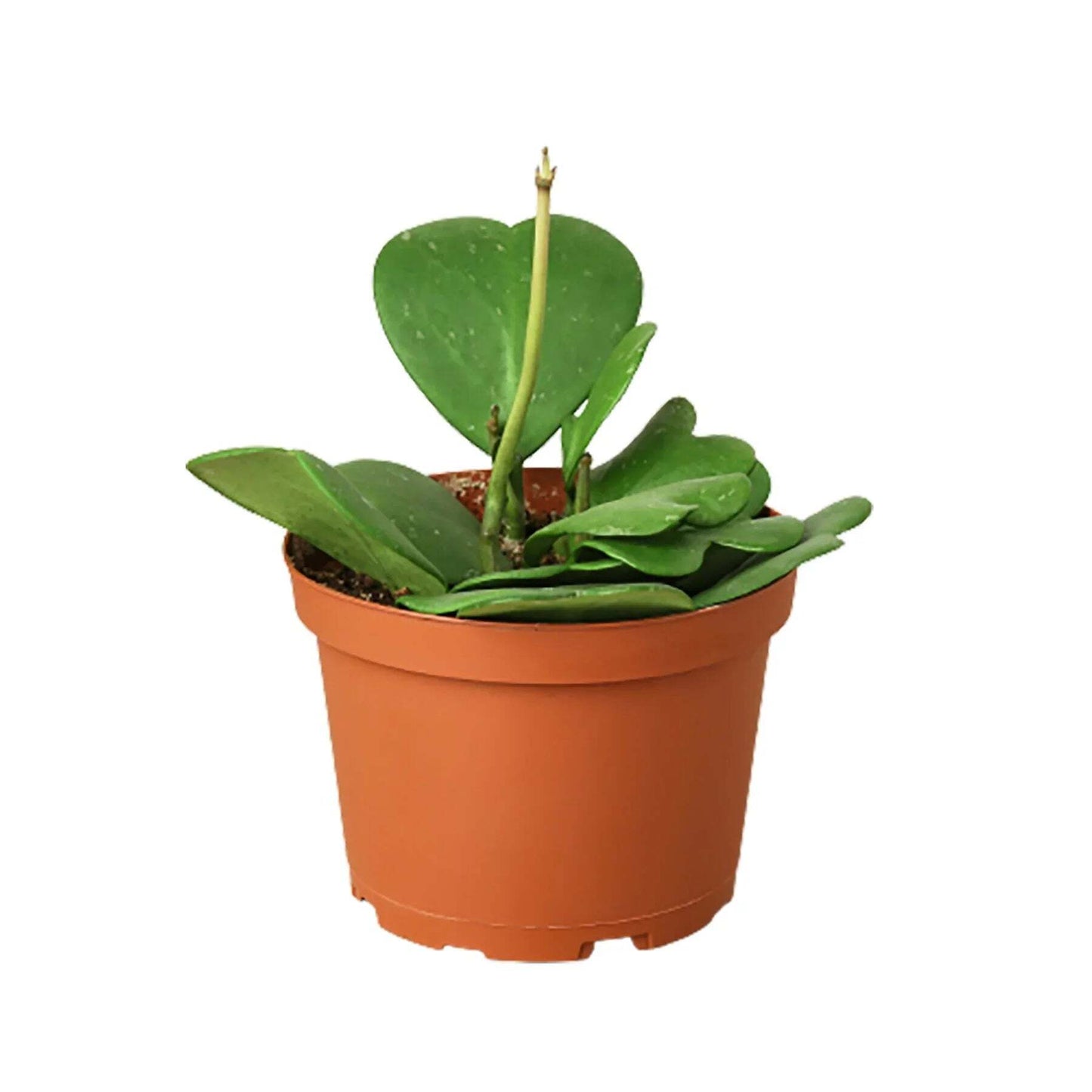 Hoya Sweetheart-4" Pot / Single / Nursery Pot