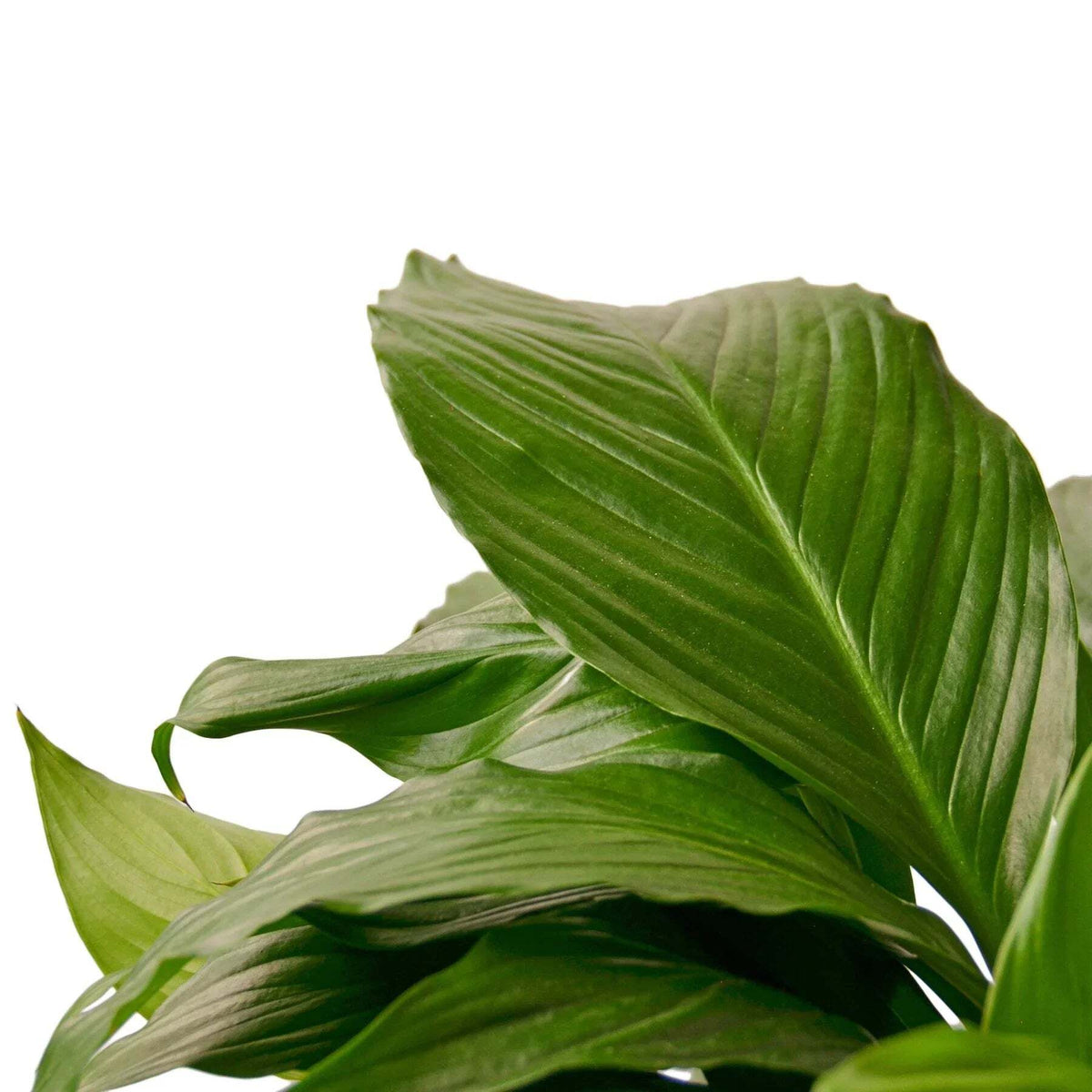 Spathiphyllum 'Peace Lily'-4" Pot / Nursery Pot