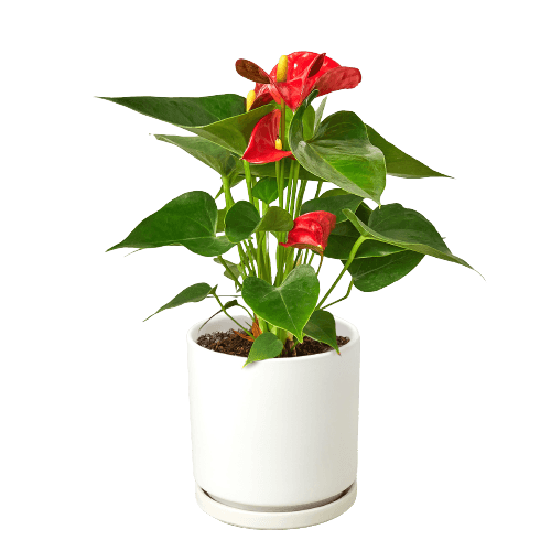 Anthurium 'Red'-4" Pot / Nursery Pot