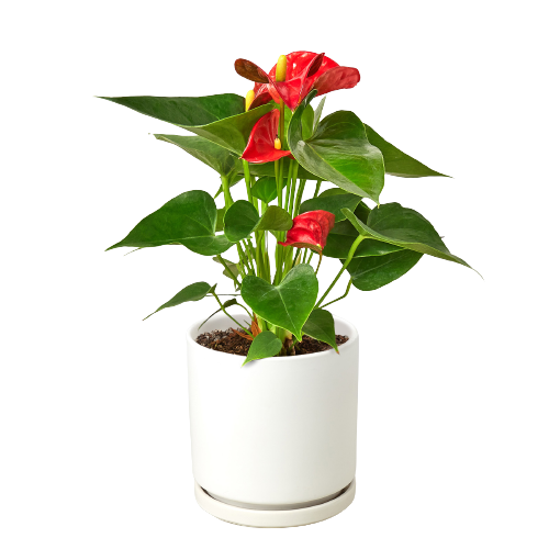 Anthurium 'Red'-4" Pot / Nursery Pot