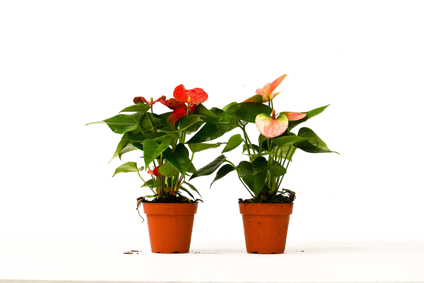 Two potted plants with red and pink flowers on a white background