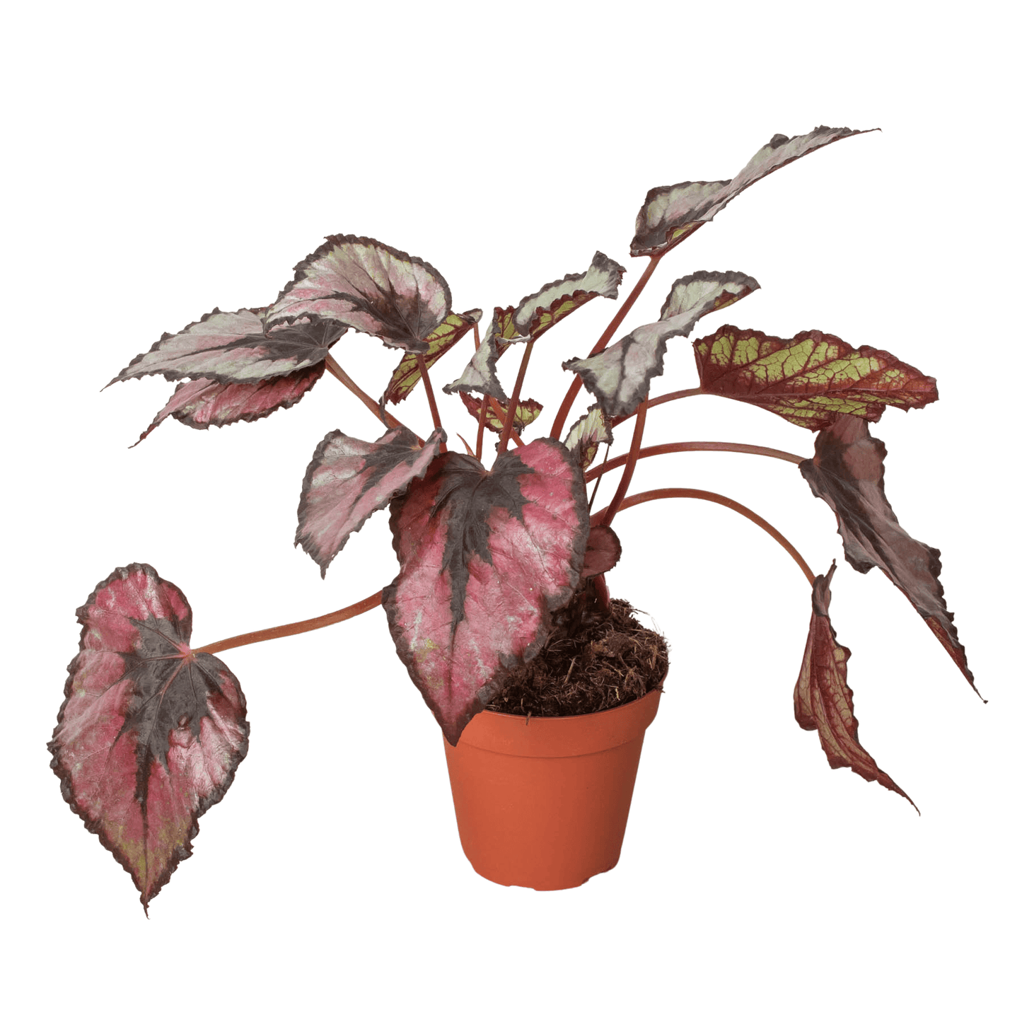 Begonia 'Rex' - 4" Pot-4" Pot