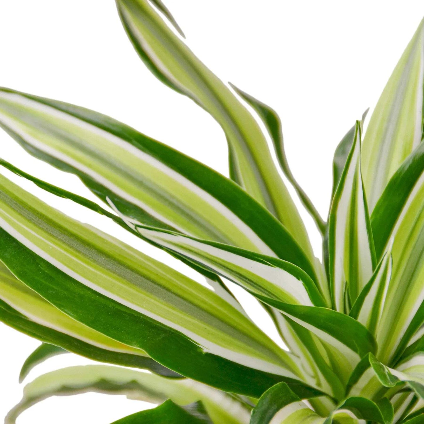 Dracaena 'Malaika'-4" Pot