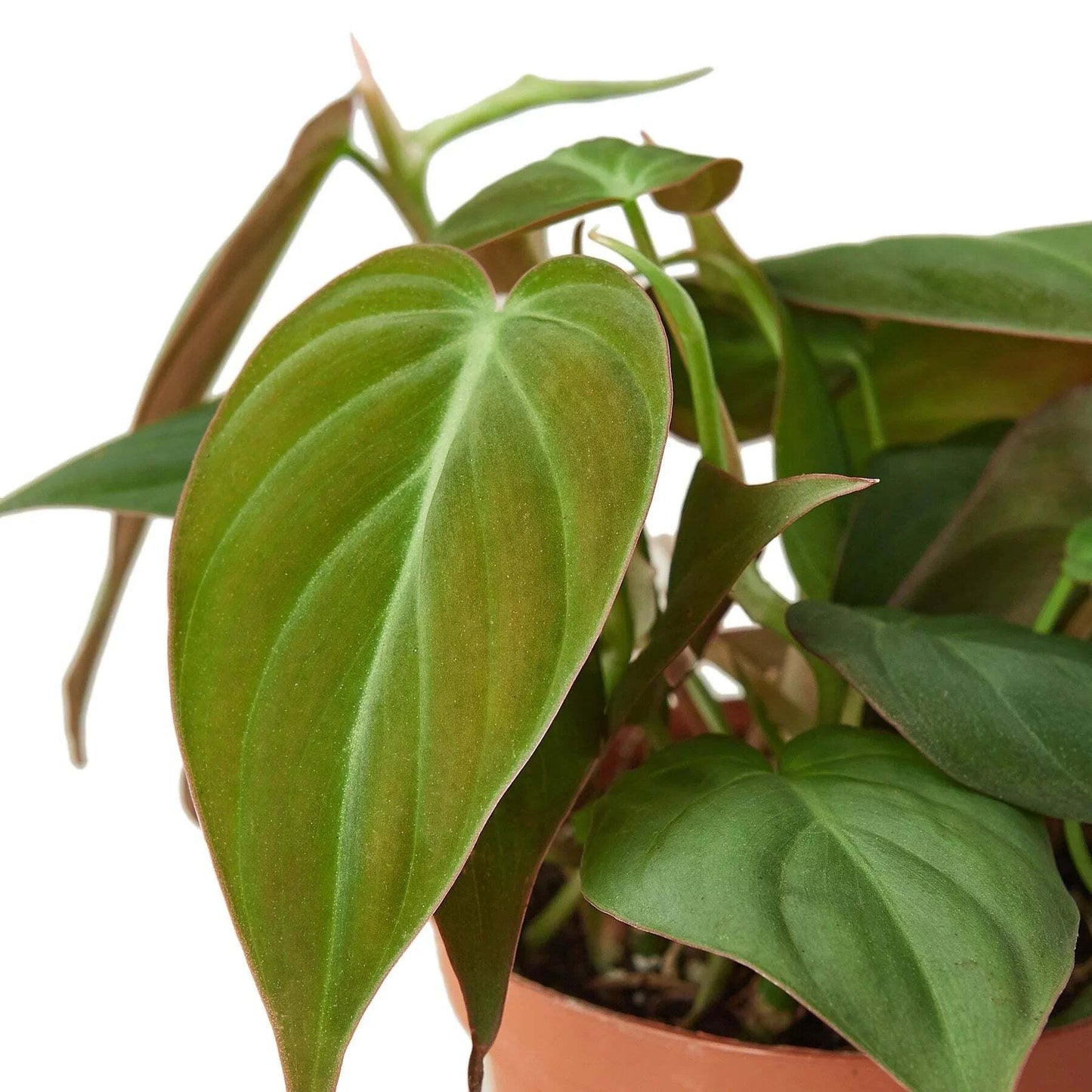 Philodendron 'Velvet'-4" Pot / Black Cylinder
