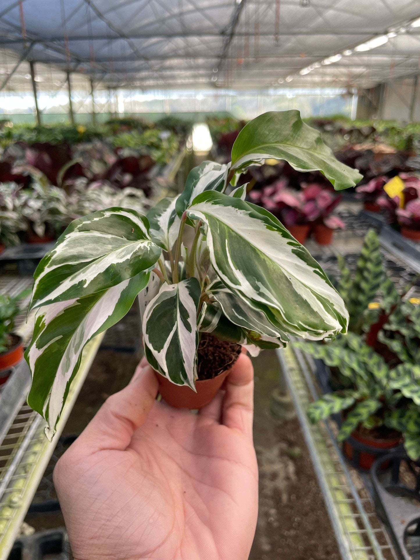 Calathea 'White Fusion'-6" Pot