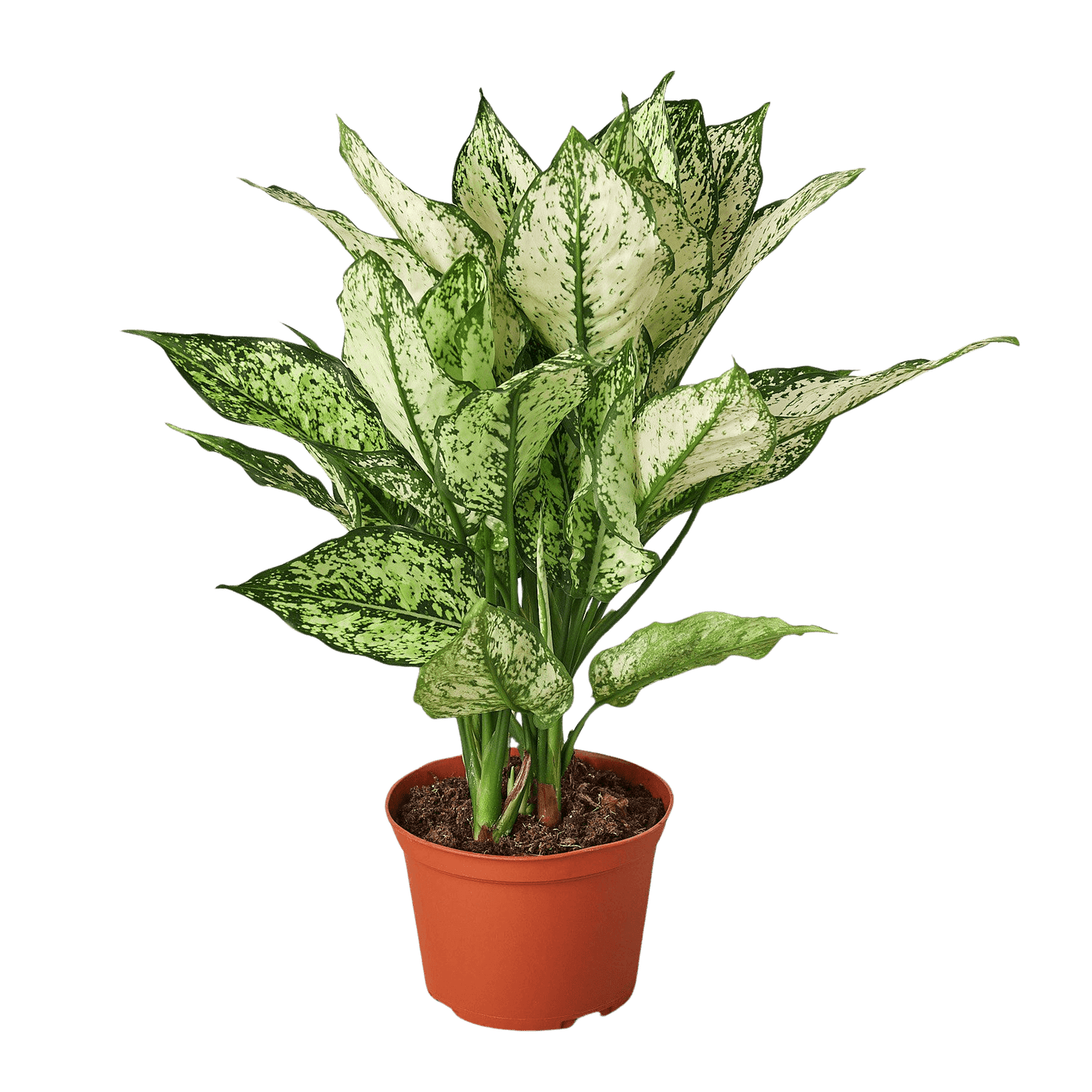 Chinese Evergreen 'First Diamond'-6" Pot