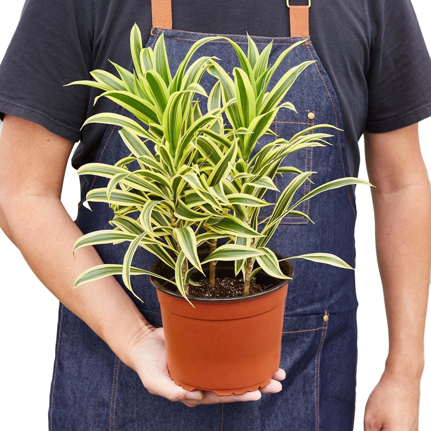 Dracaena Song of India-6" Pot / Black Cylinder