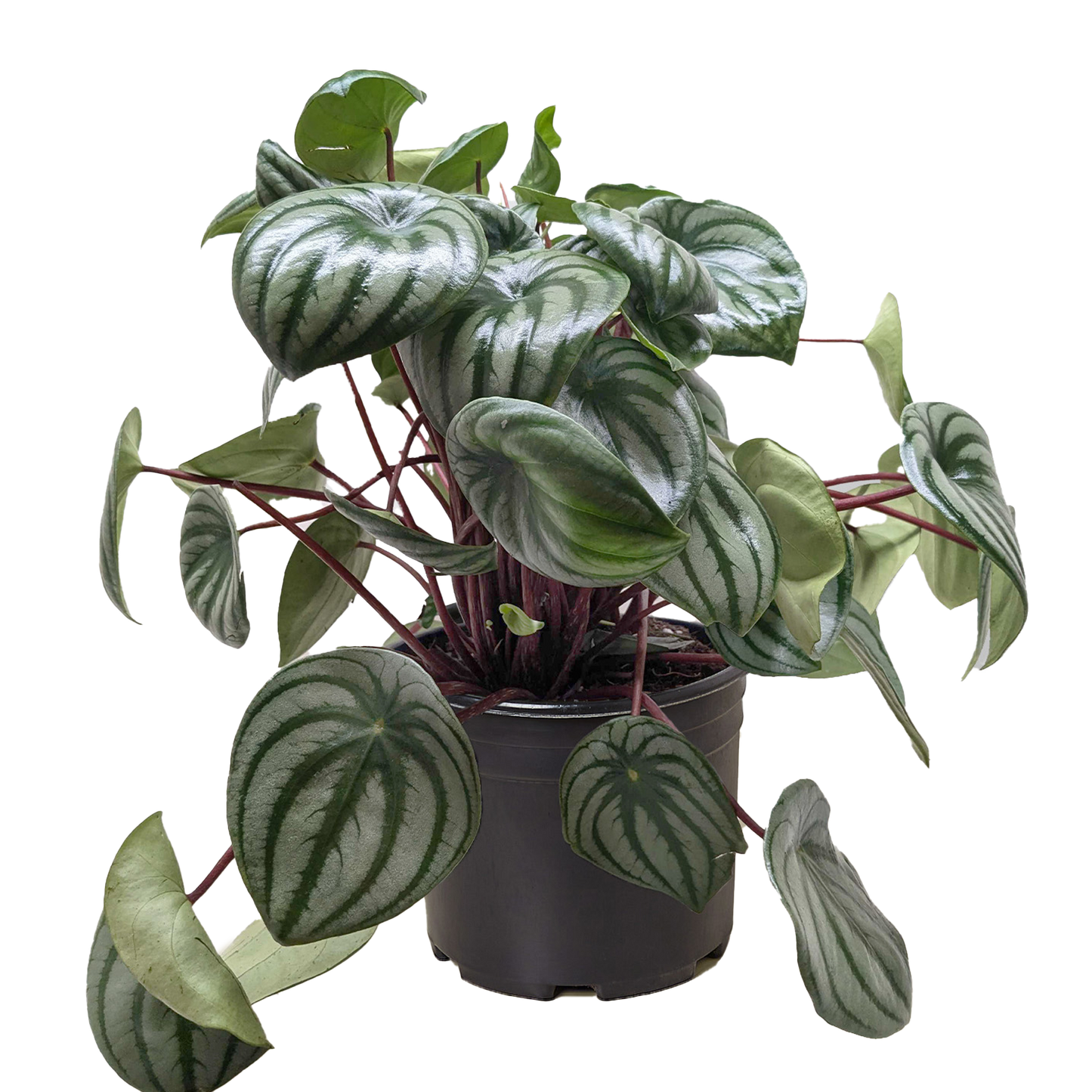 Peperomia Watermelon Plant | Unique Watermelon-Patterned Foliage