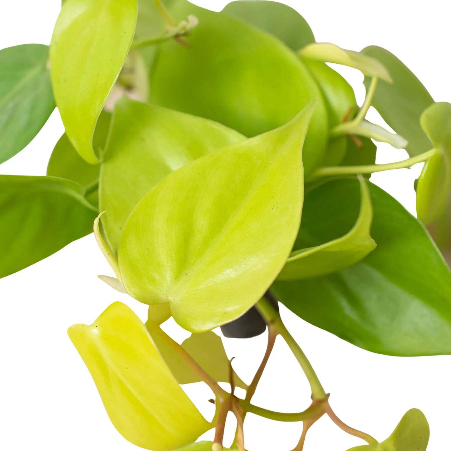 Philodendron 'Neon'-8" Pot