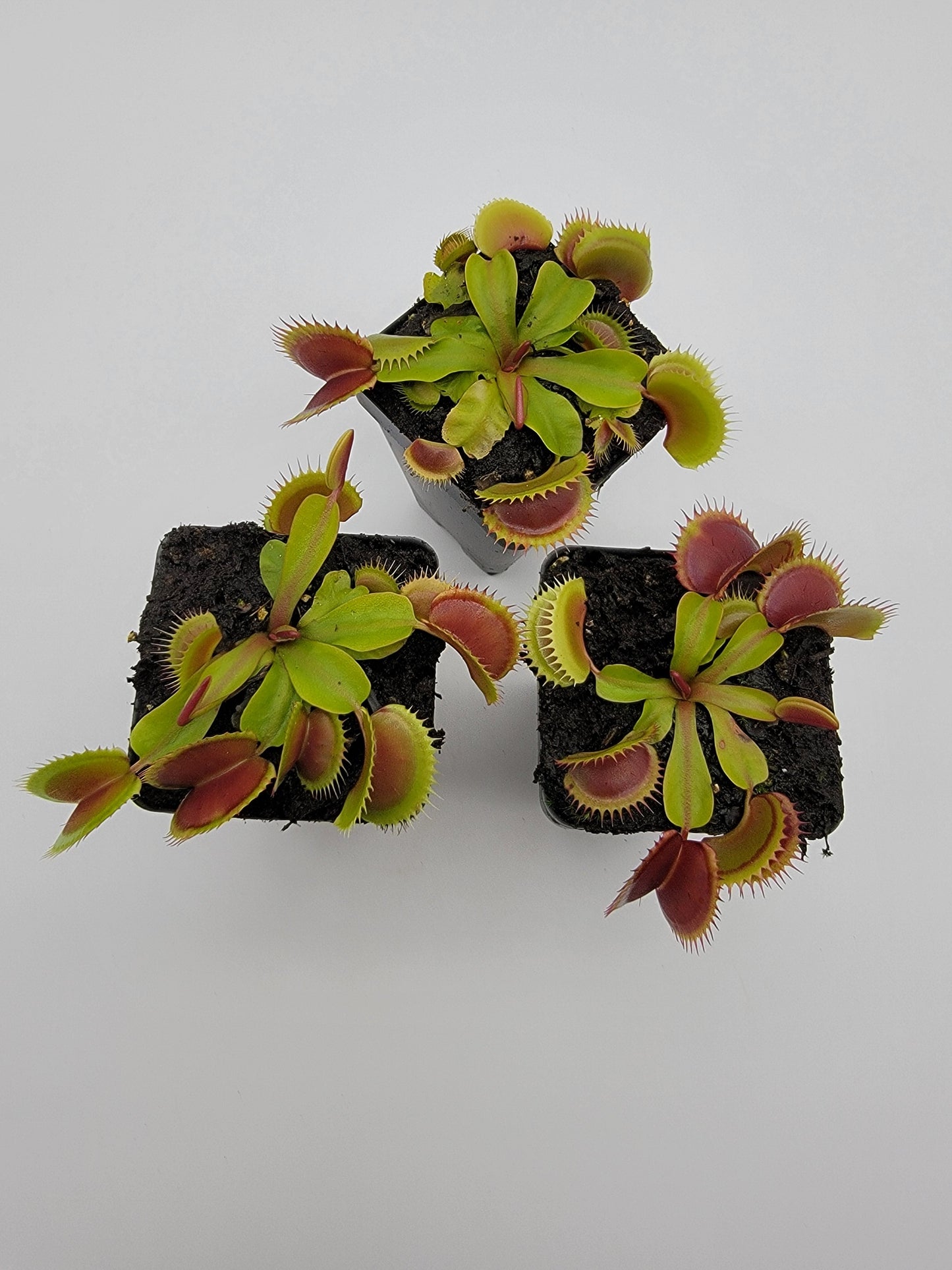 Venus flytrap (Dionaea muscipula) 'FTS Flaming Lips'