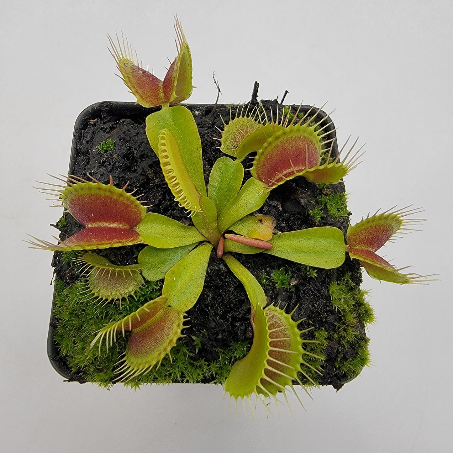 Venus flytrap (Dionaea muscipula) 'Low Giant' x 'Jaws smiley'