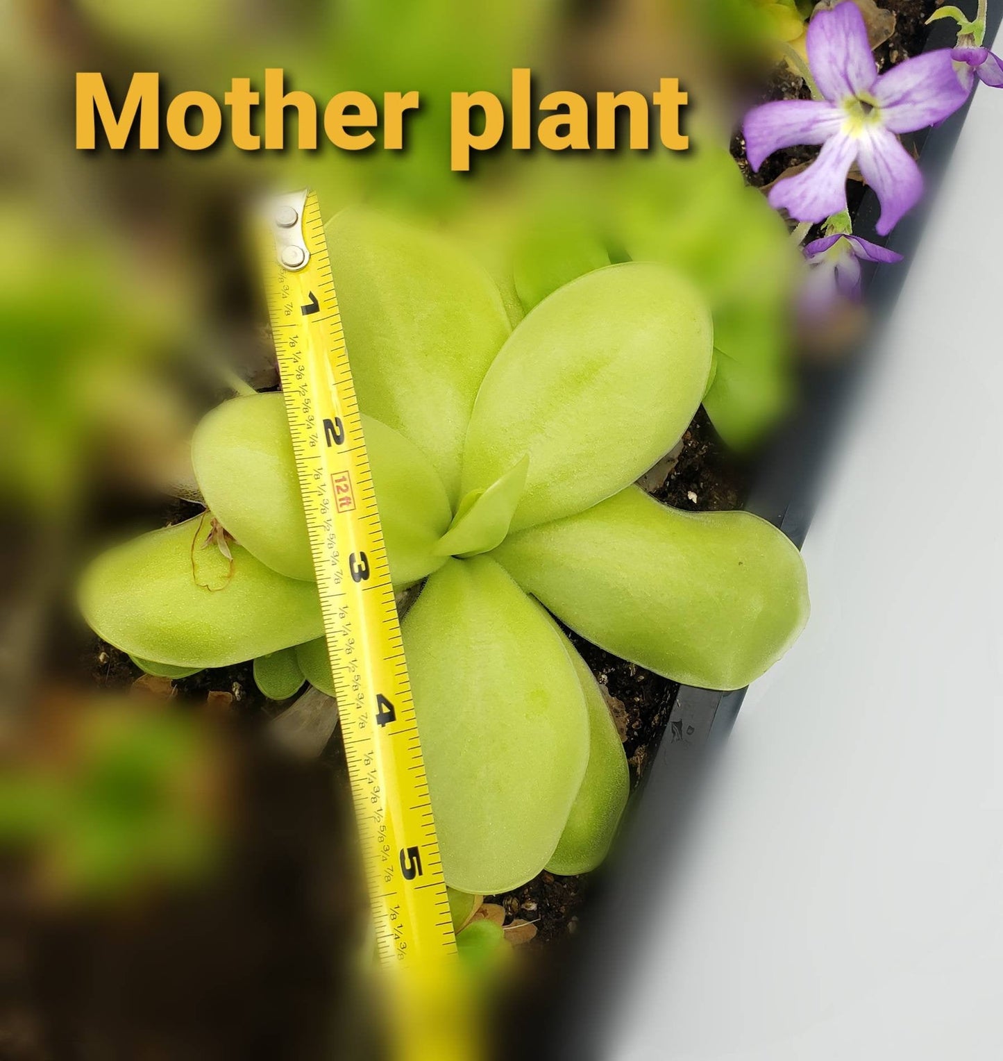 Pinguicula gigantea alba x 'Huahuapan'