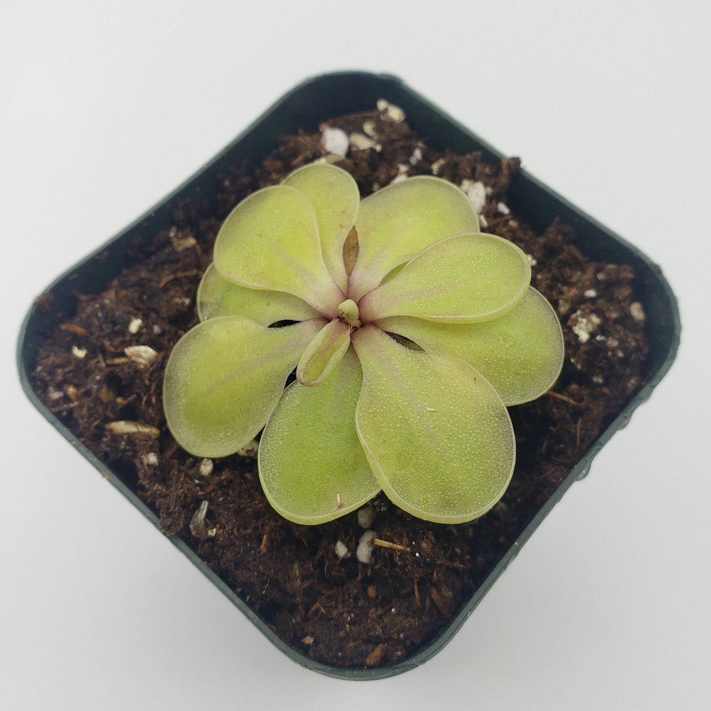 Pinguicula emarginata x 'Huahuapan'