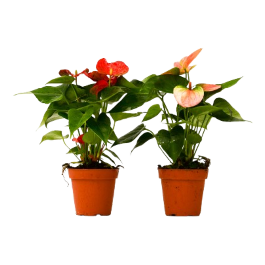 2 Anthurium Variety Pack - 4" Pots-4" Pot