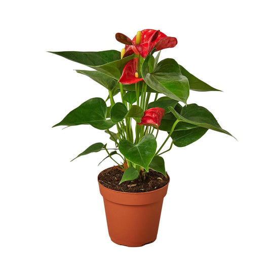 Anthurium 'Red'-4" Pot / Nursery Pot