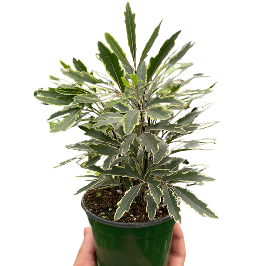 Aralia 'Bianca'-3" Pot