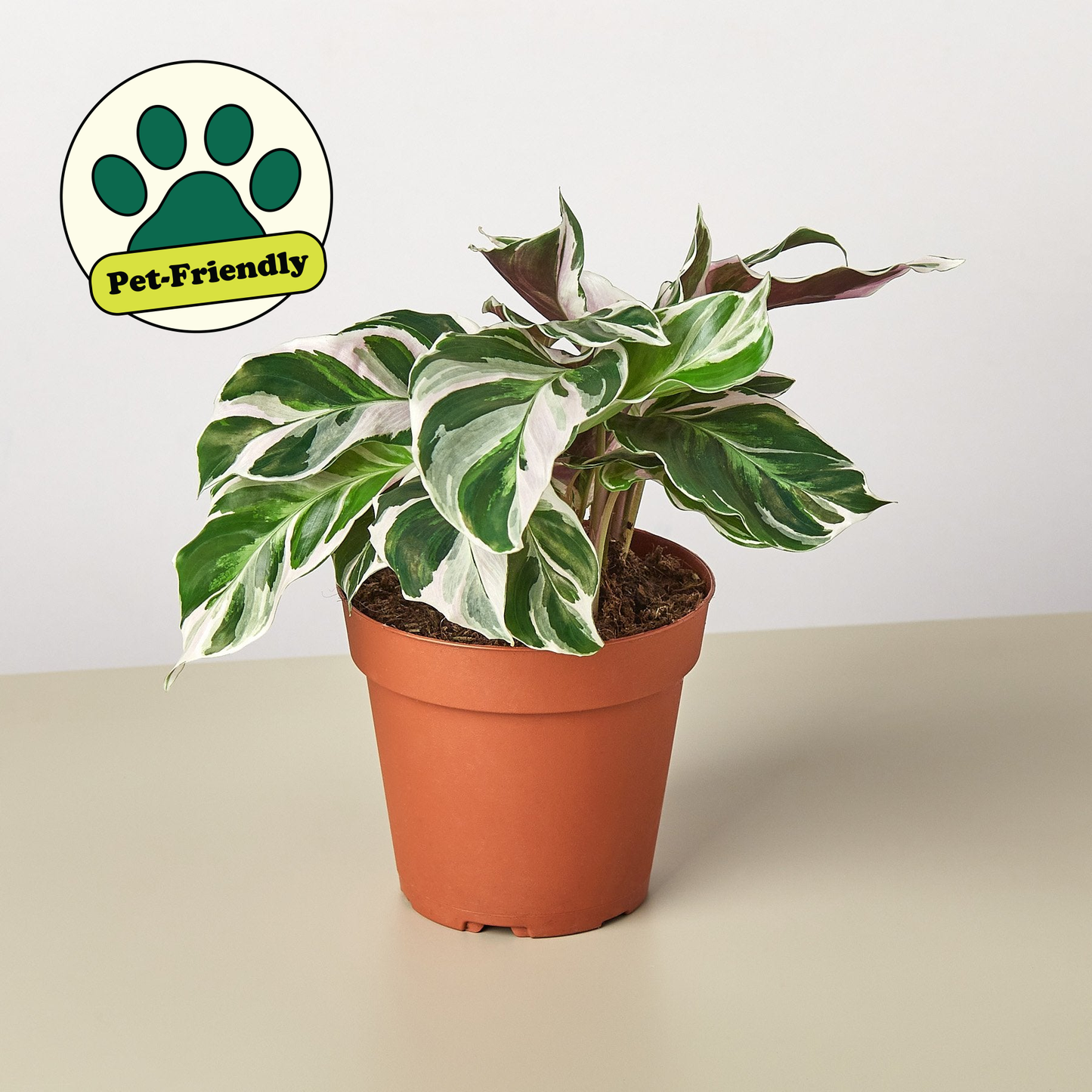 Calathea 'White Fusion'-6" Pot / Nursery Pot