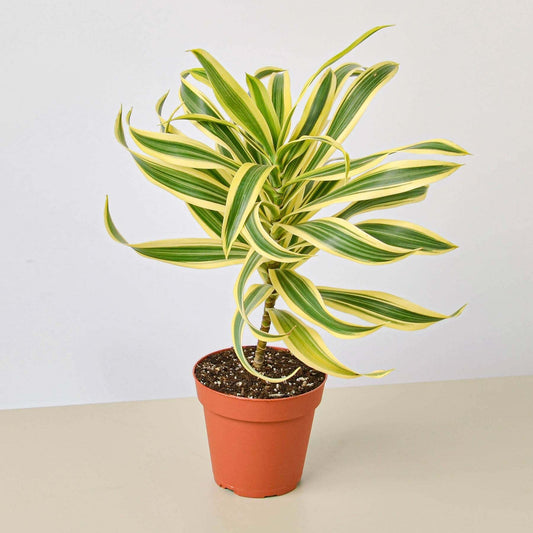 Dracaena Song of India-6" Pot / Nursery Pot