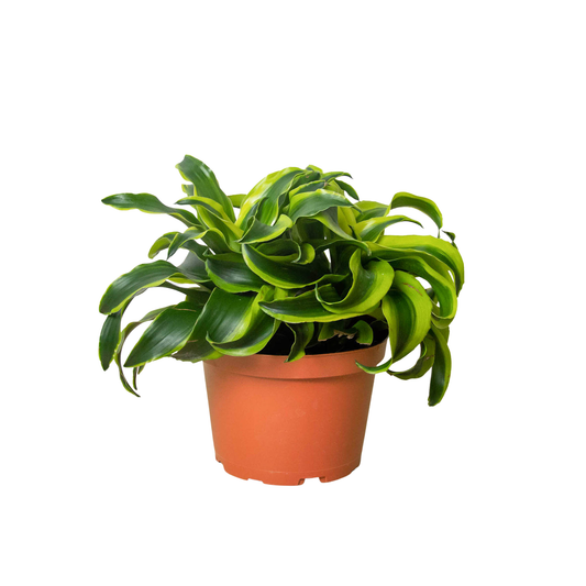 Dracaena 'Tornado'-4" Pot / Nursery Pot