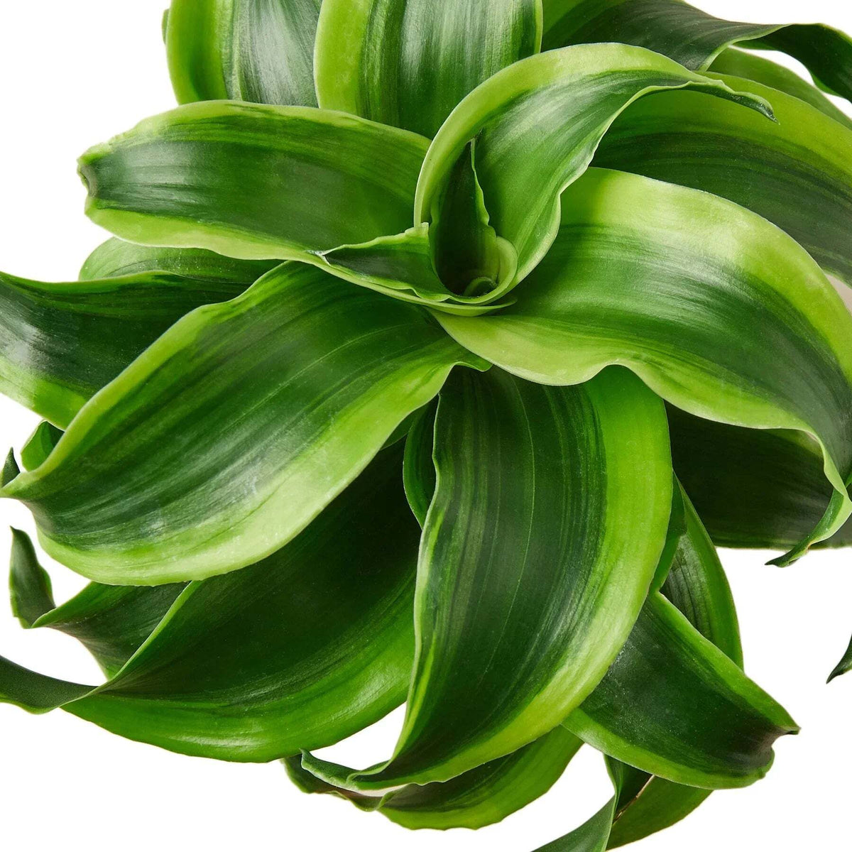 Dracaena 'Tornado'-4" Pot / Nursery Pot