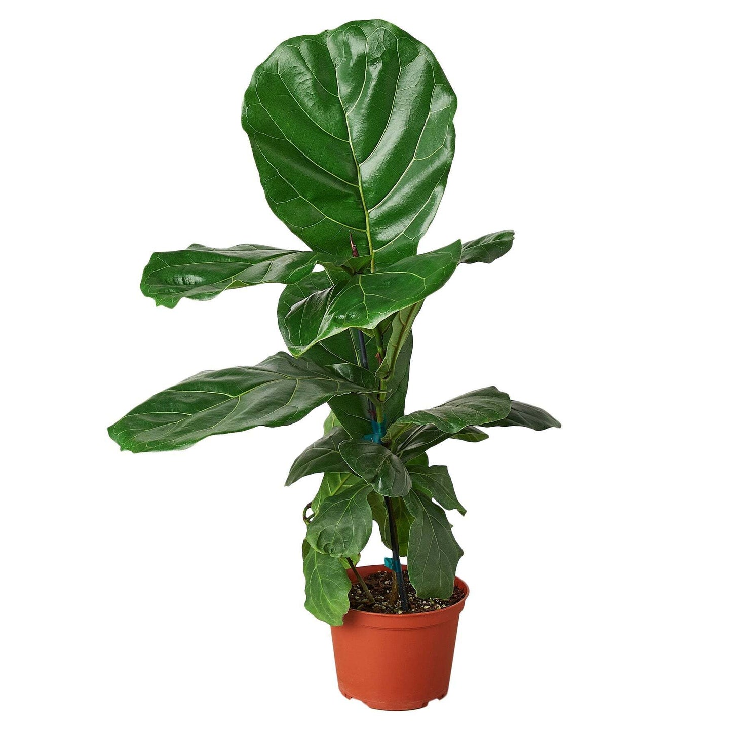 Ficus Lyrata 'Fiddle Leaf Fig'-6" Pot