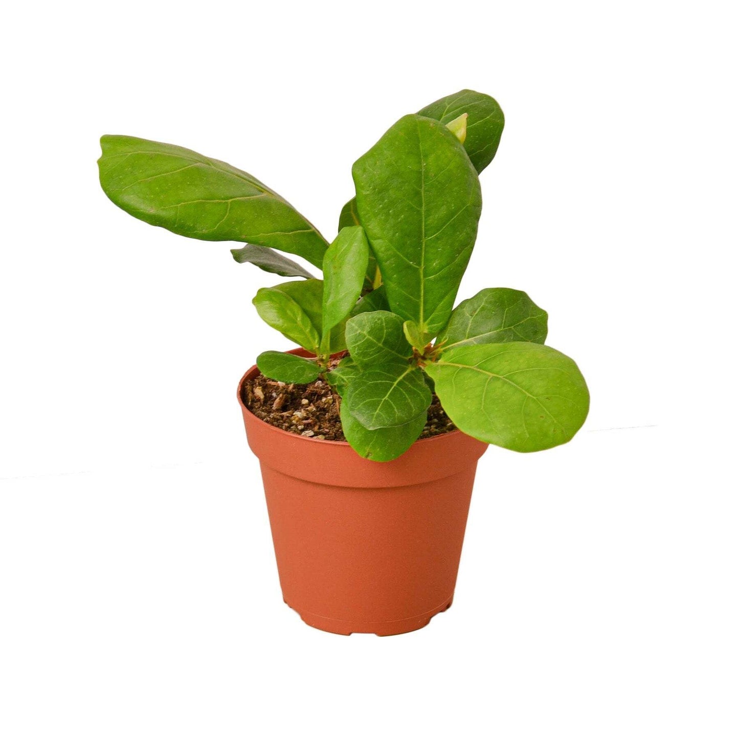 Ficus Lyrata 'Fiddle Leaf Fig'-6" Pot