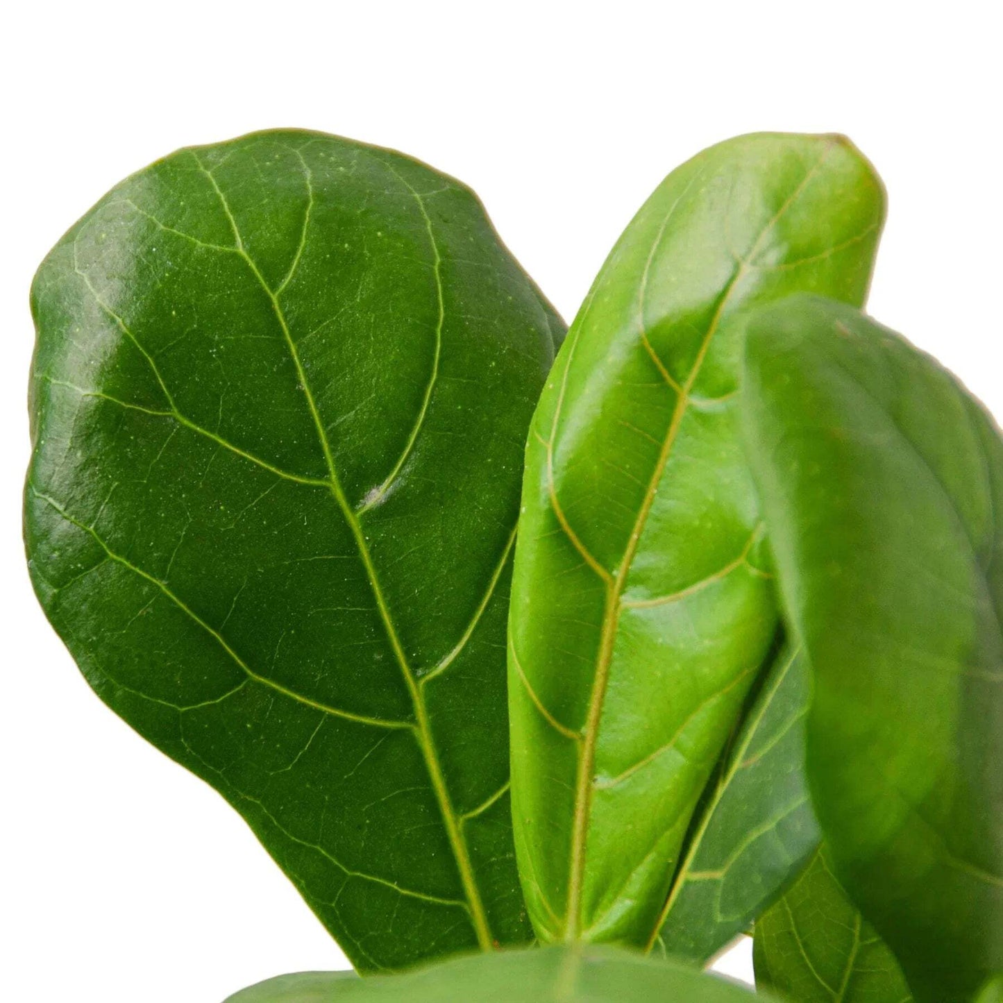 Ficus Lyrata 'Fiddle Leaf Fig'-6" Pot