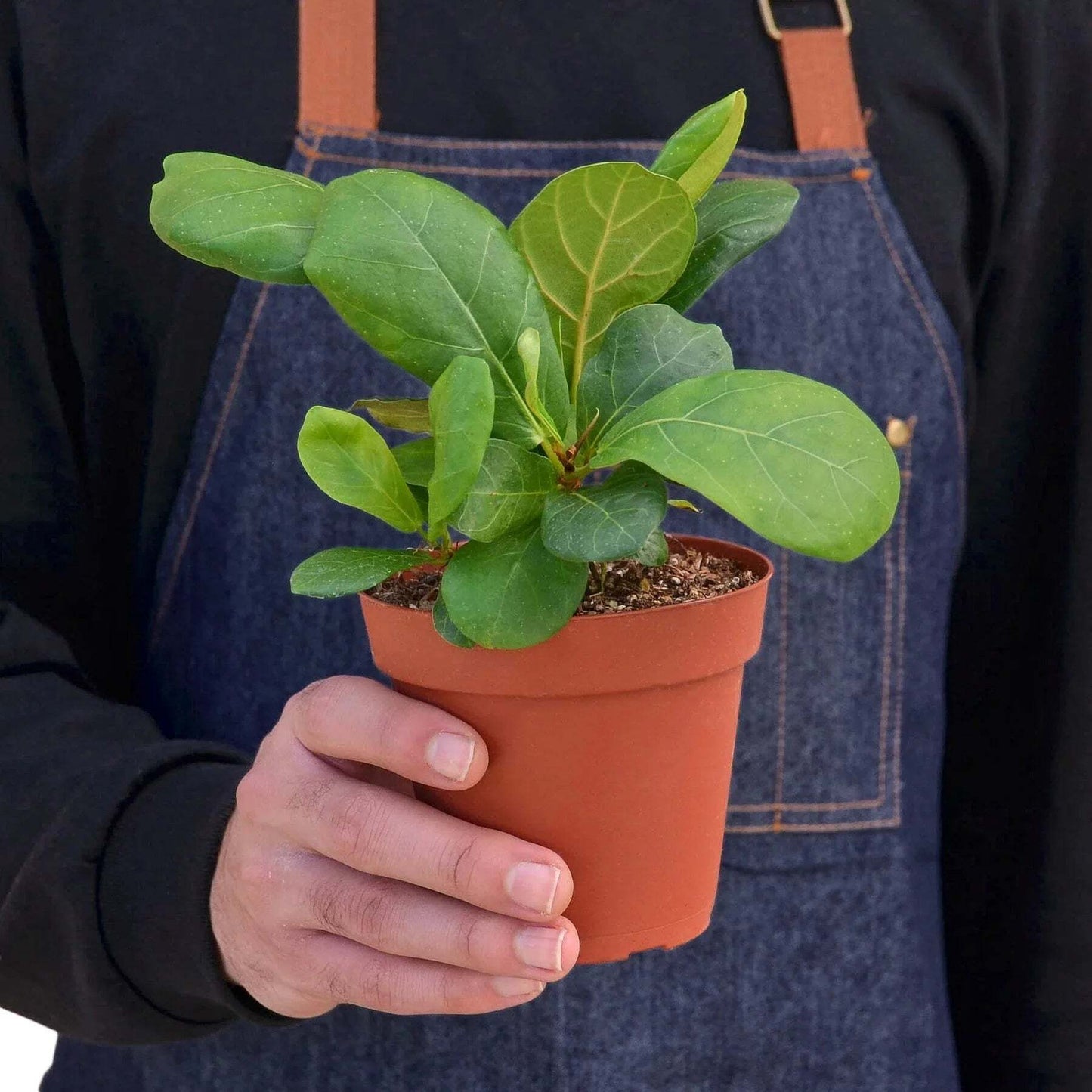 Ficus Lyrata 'Fiddle Leaf Fig'-6" Pot