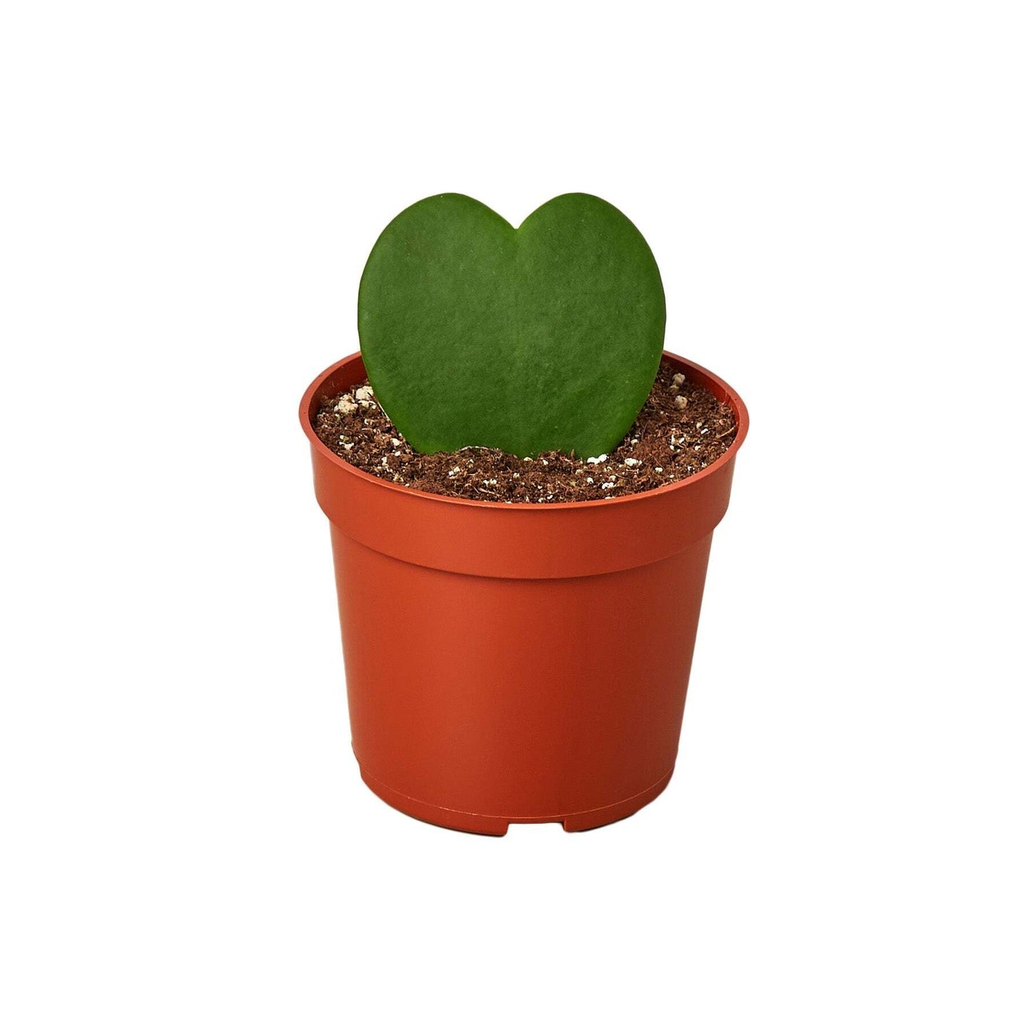 Hoya Sweetheart-4" Pot / Single / Nursery Pot