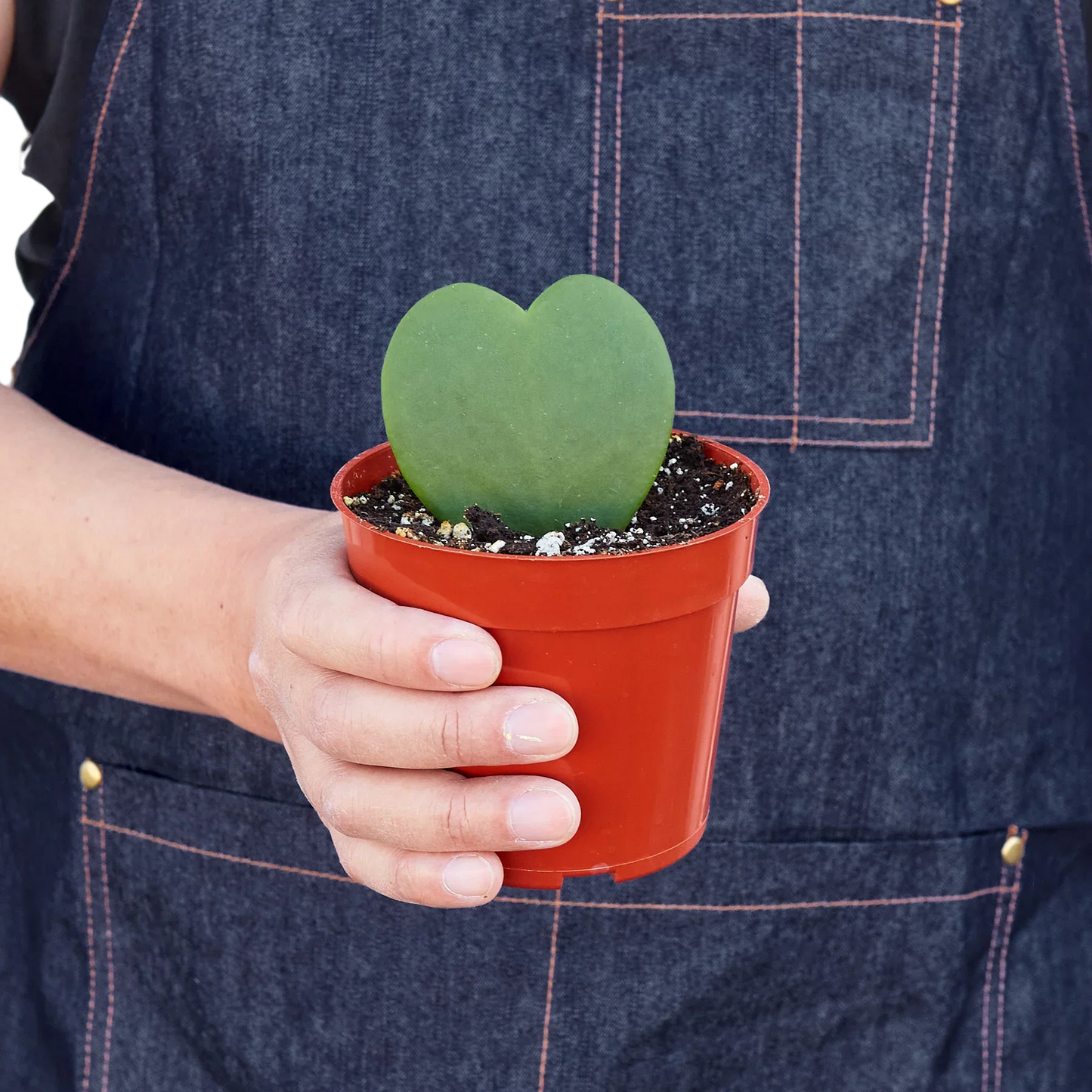 Hoya Sweetheart-4" Pot / Single / Nursery Pot