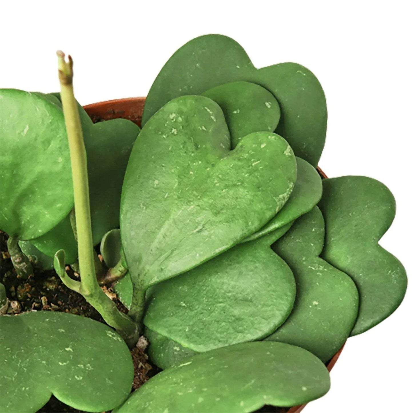 Hoya Sweetheart-4" Pot / Single / Nursery Pot