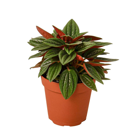 Peperomia Rosso-4" Pot / Nursery