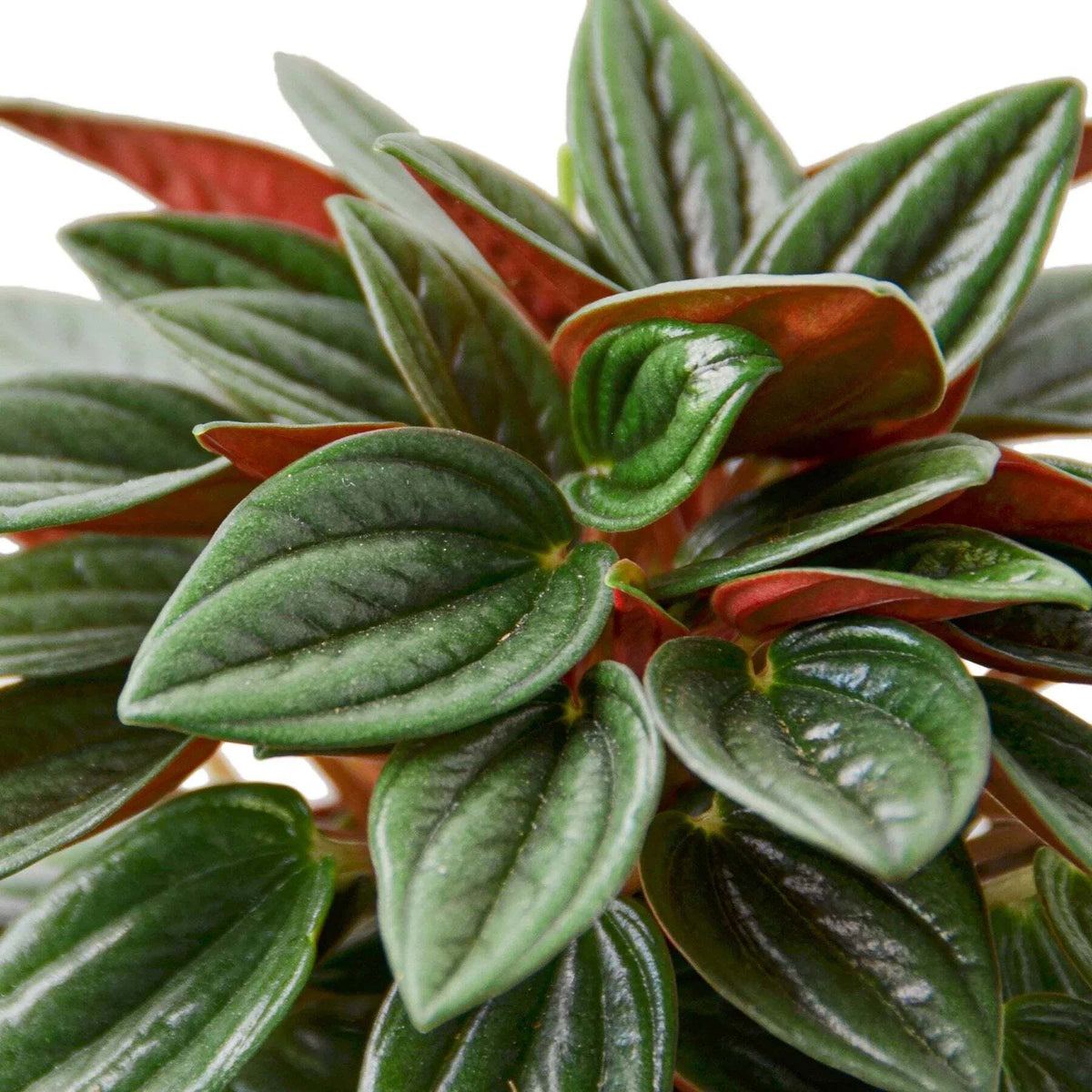 Peperomia Rosso-4" Pot / Nursery