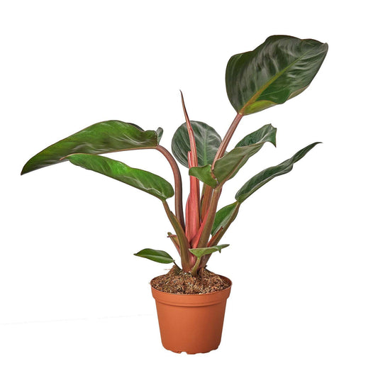 Philodendron 'Congo Rojo'-4" Pot