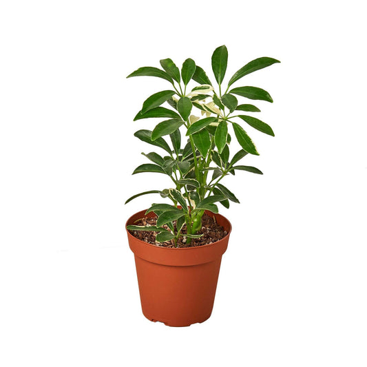 Schefflera Moonlight 'Umbrella Plant'-4" Pot