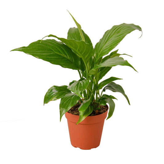 Spathiphyllum 'Peace Lily'-4" Pot / Nursery Pot