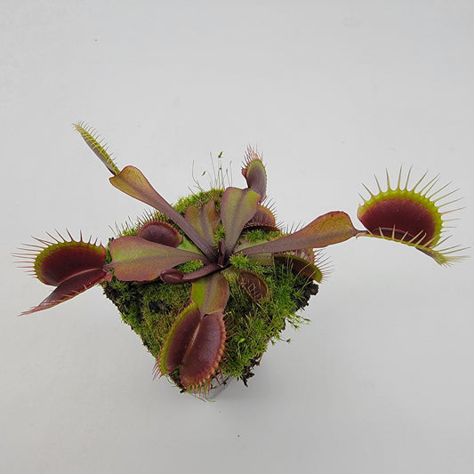 Venus flytrap (Dionaea muscipula) 'Red Burgundy'