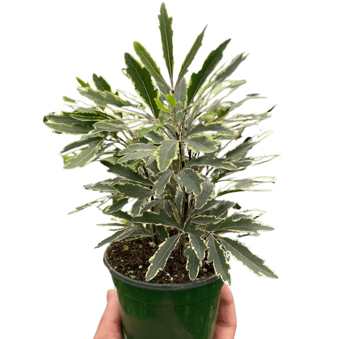 Aralia 'Bianca'-3" Pot