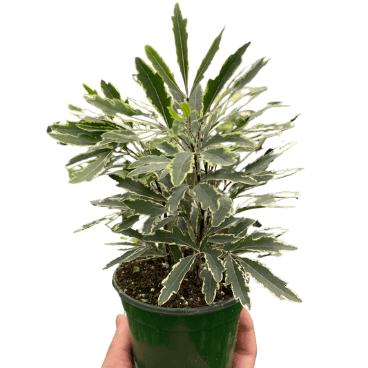 Aralia 'Bianca'-3" Pot