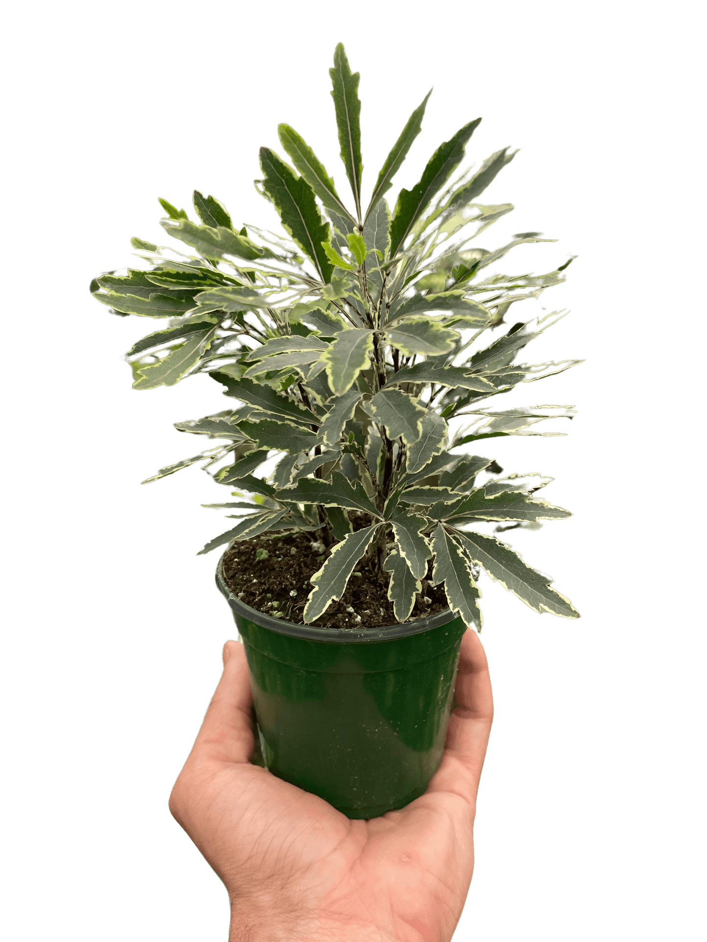 Aralia 'Bianca'-3" Pot