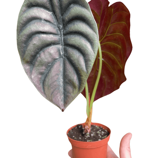 Alocasia 'Red Secret'-4" Pot
