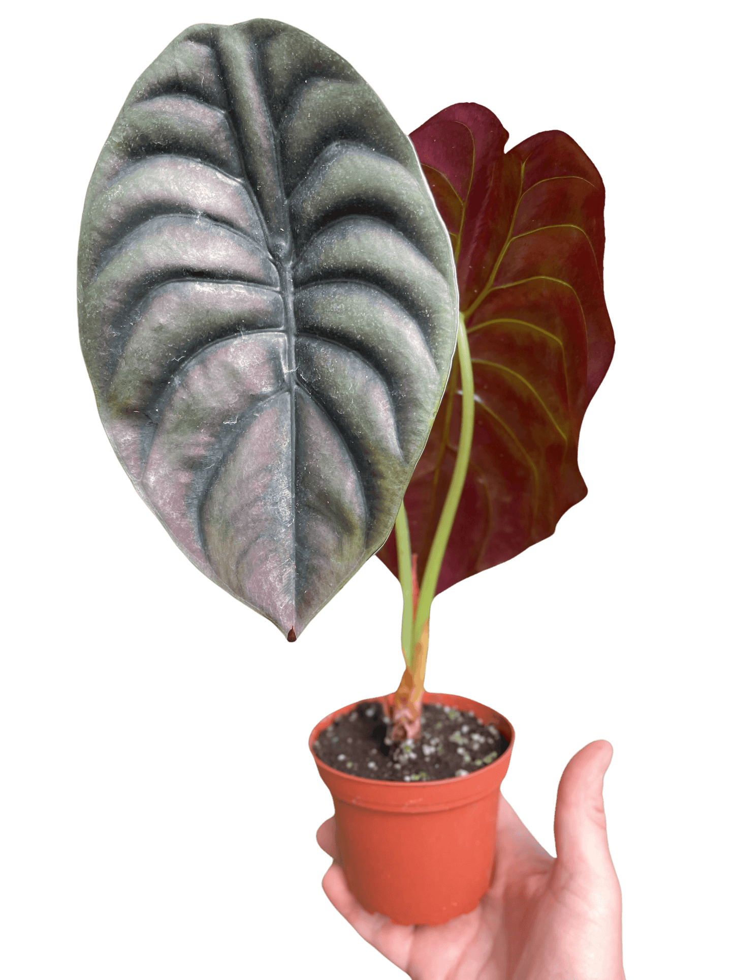 Alocasia 'Red Secret'-4" Pot