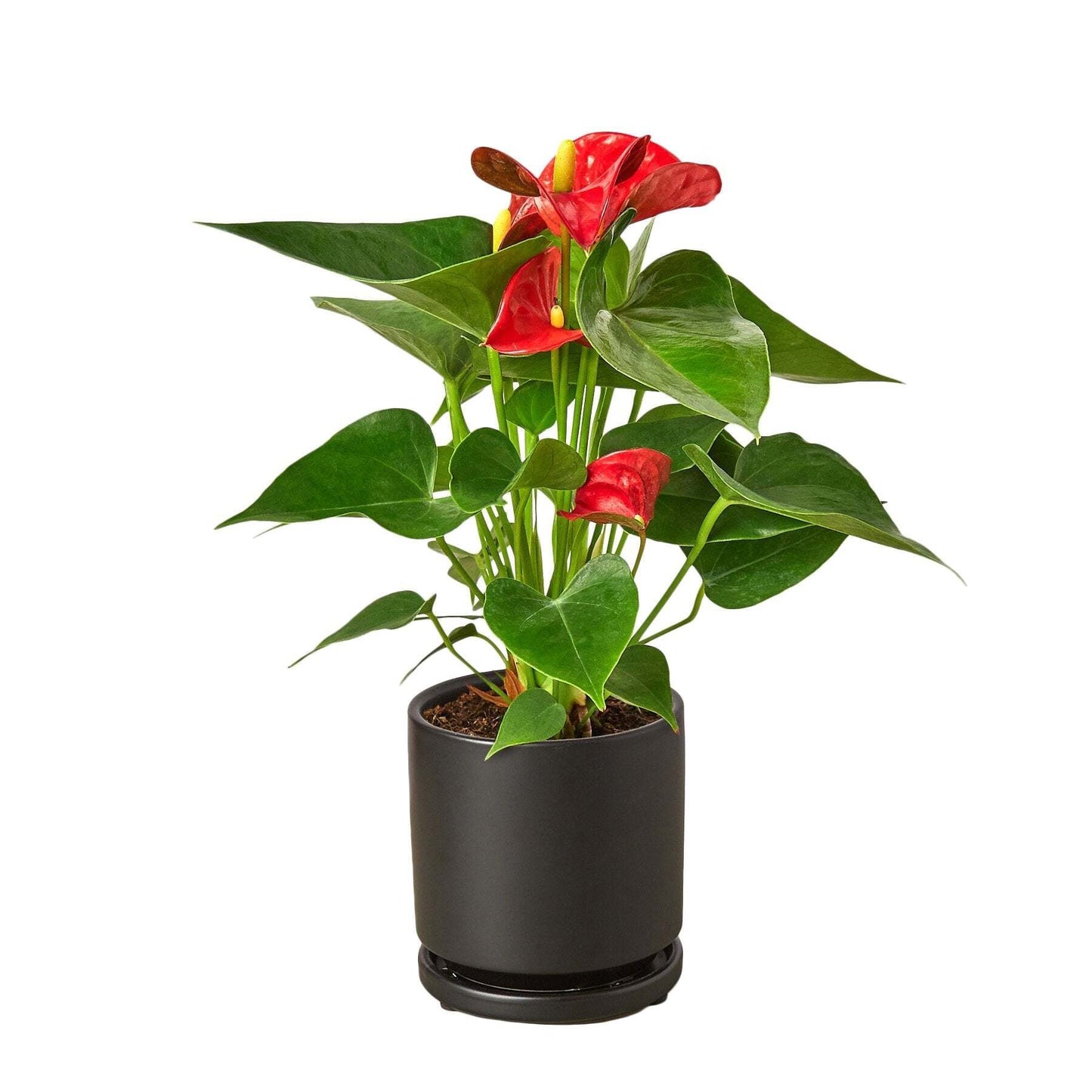 Anthurium 'Red'-4" Pot / Nursery Pot