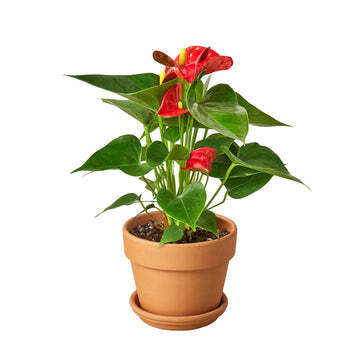 Anthurium 'Red'-4" Pot / Nursery Pot