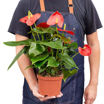 Anthurium 'Red'-4" Pot / Nursery Pot
