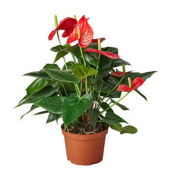 Anthurium 'Red'-4" Pot / Nursery Pot