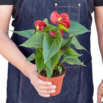 Anthurium 'Red'-4" Pot / Nursery Pot