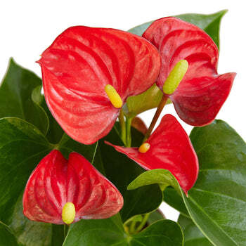 Anthurium 'Red'-4" Pot / Nursery Pot