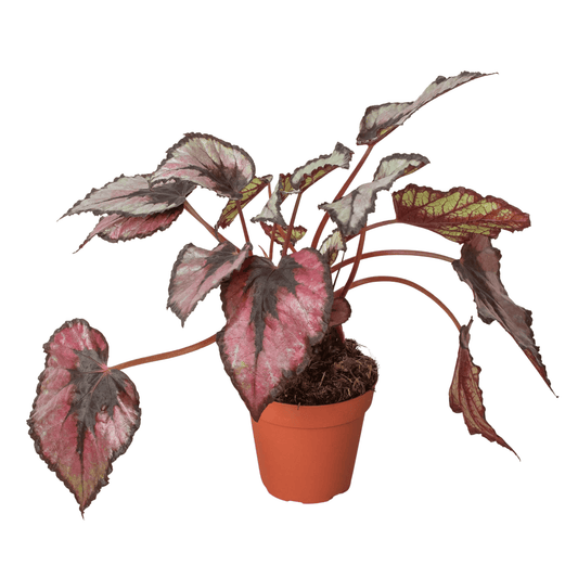 Begonia 'Rex' - 4" Pot-4" Pot