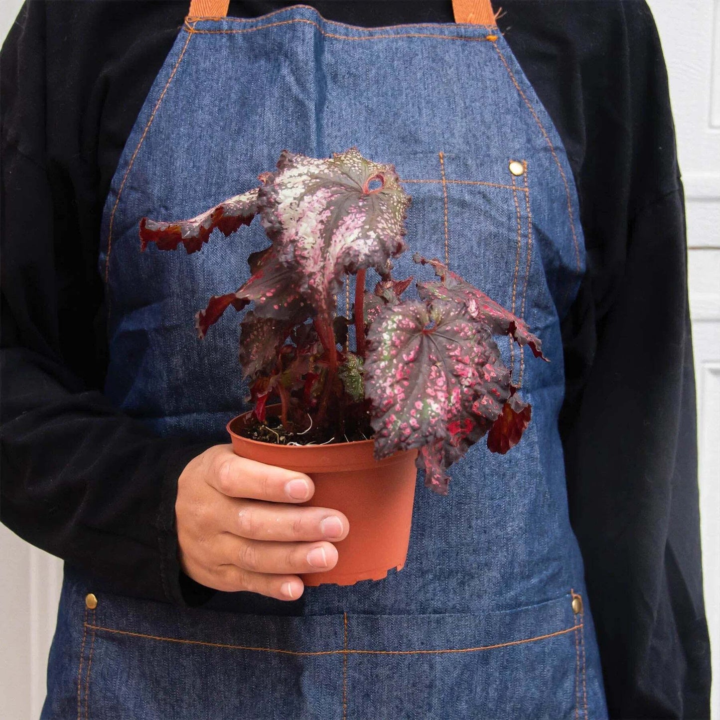 Begonia 'Rex' - 4 Pack Variety-4" Pot